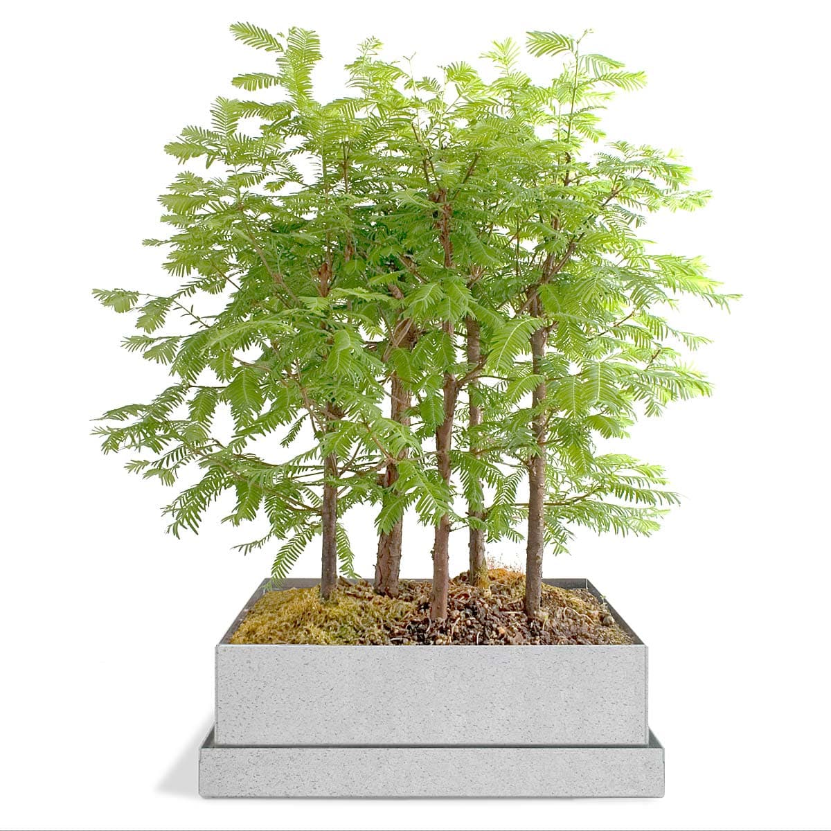 Dawn Redwood Bonsai Forest Kit